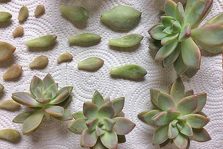 Jotkut kauniimmista Echeveriasta ovat sininen Echeveria (E