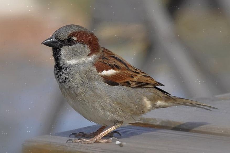 Valkokruunun varpunen (Zonotrichia leucophrys) on helppo erottaa paksusta mustavalkoisista raidoista